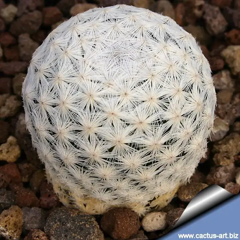 Mammillaria_herrerae_Vista_hermosa_810.jpg