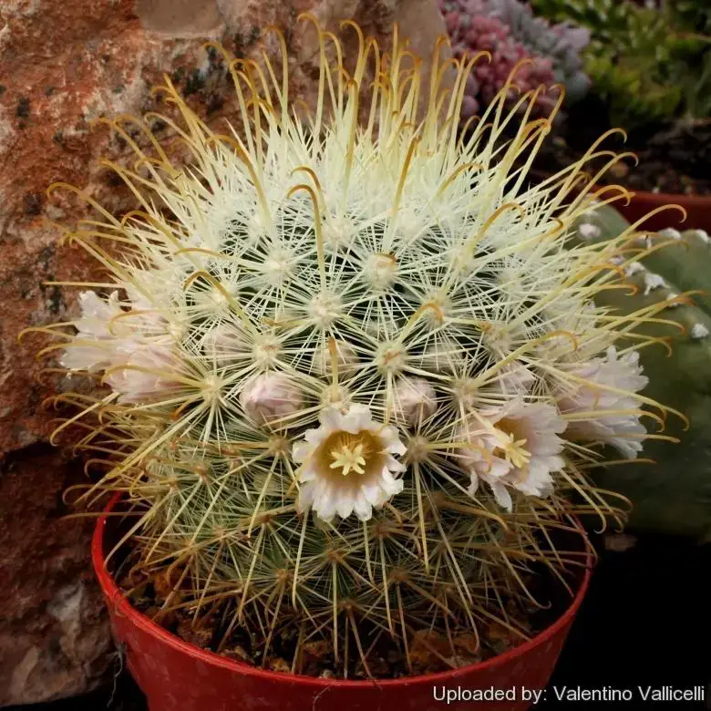 Mammillaria_moelleriana_f._cowperae_5716_l.jpg