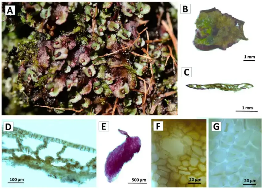 Mannia-androgyna-L-A-Evans-A-Habitat-B-Plant-C-D-Cross-section-of-thallus-E.png