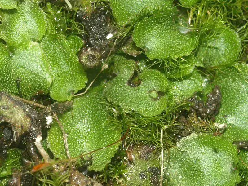 Marchantia-paleacea-Bertol.-100041.jpg