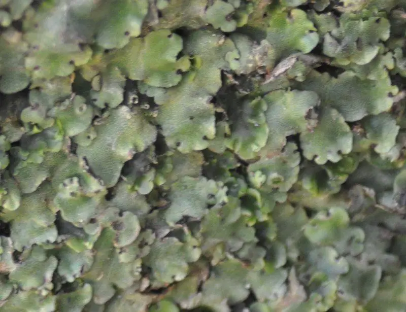 Marchantia-paleacea-Bertol.-112725.jpg