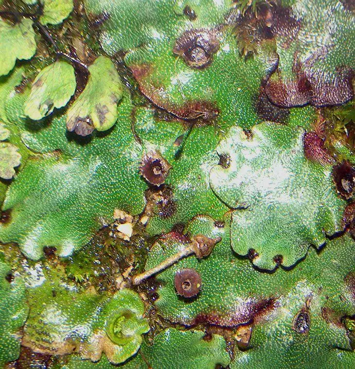 Marchantia-paleacea-Bertol.-321456.jpg