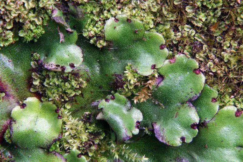 Marchantia-paleacea-Bertol.-89299.jpg