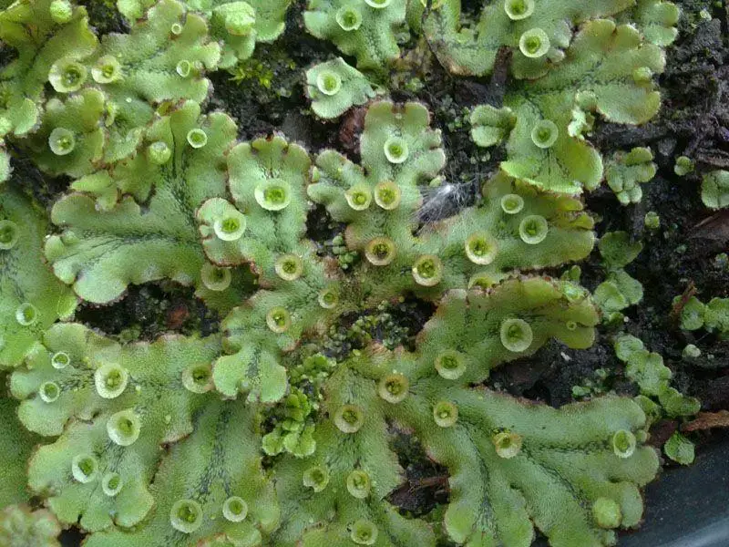 Marchantia-polymorpha-L.-93423.jpg