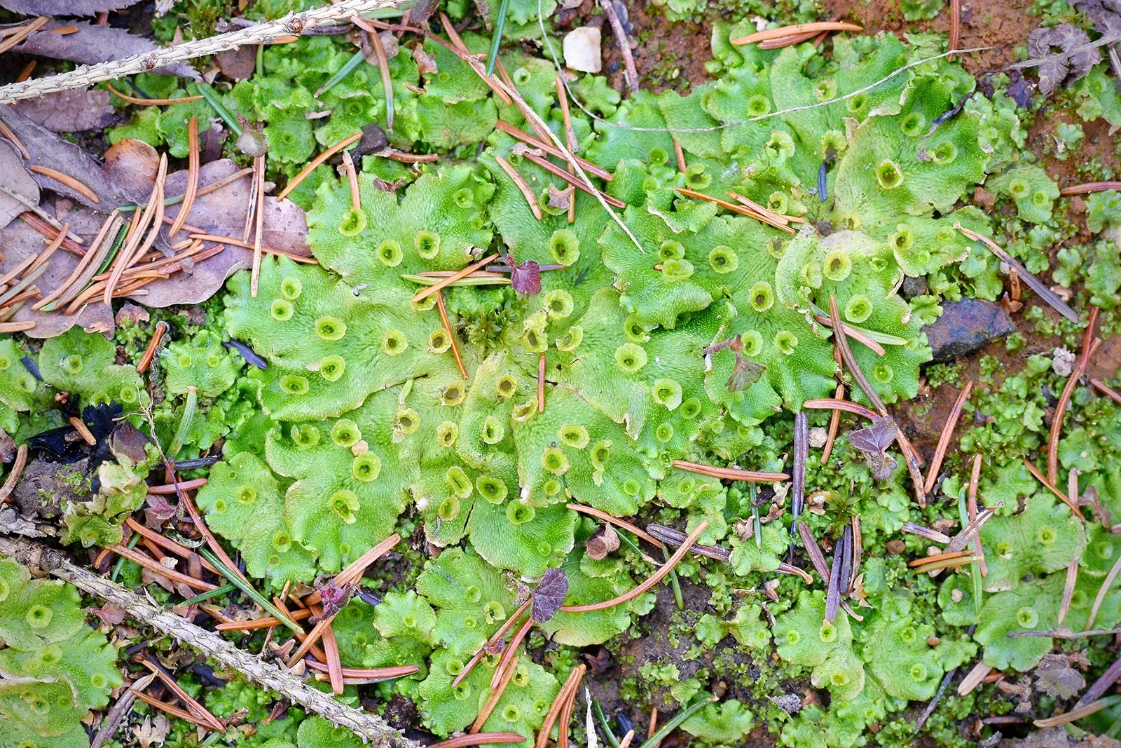 Marchantia-polymorpha.jpg