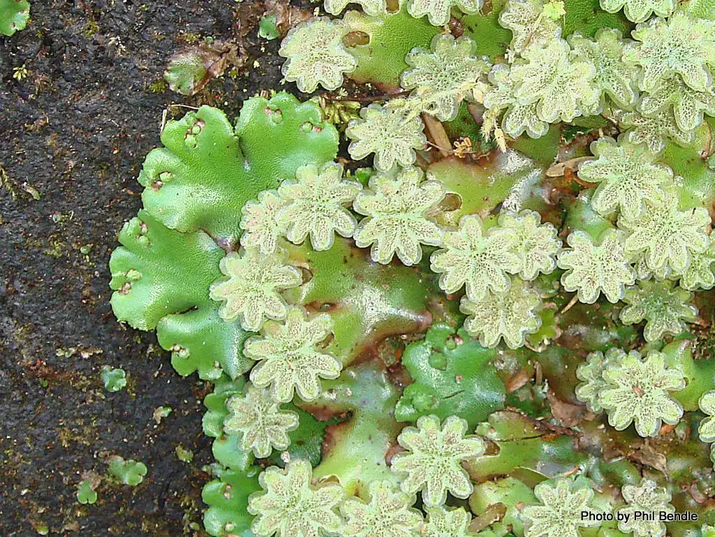 Marchantia_berteroana_male_antheridia.JPG