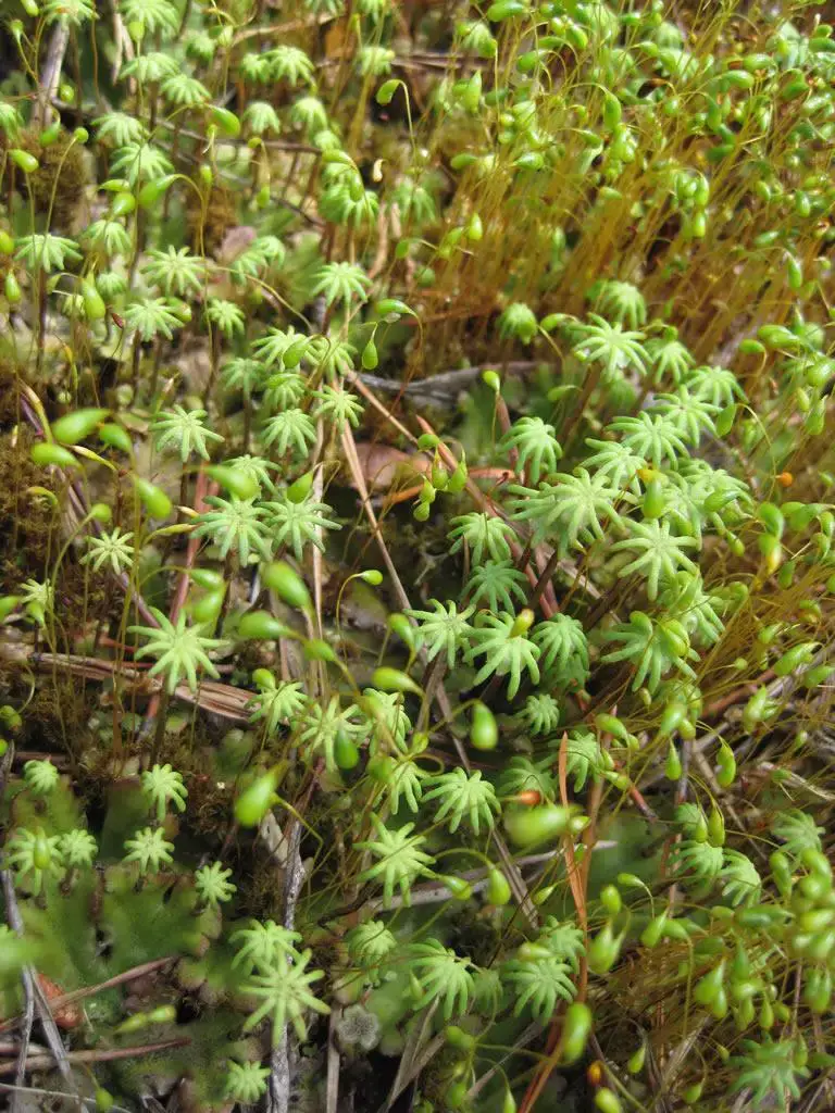 Marchantia_polymorpha_19B_lg.jpg