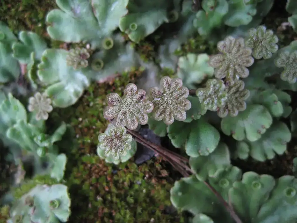 Marchantia_polymorpha_19G_lg.jpg