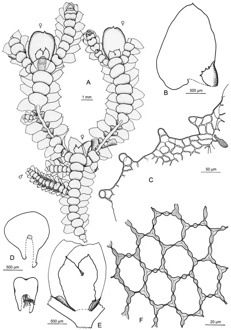 Marchesinia-subg-Marchesiniopsis-brachiata-Sw-Schiffn-A-habit-with-three.png