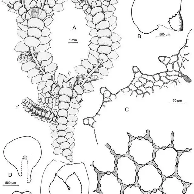 Marchesinia-subg-Marchesiniopsis-brachiata-Sw-Schiffn-A-habit-with-three_Q640.jpg