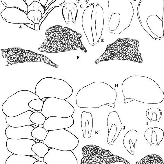 Mastigolejeunea-auriculata-var-auriculata-A-G-Portion-of-shoot-ventral-view-B-H_Q640.jpg