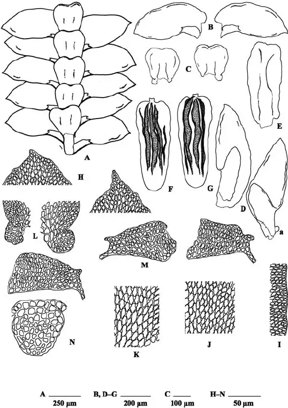 Mastigolejeunea-frauenfeldii-A-Portion-of-shoot-ventral-view-B-Leaves-ventral.png