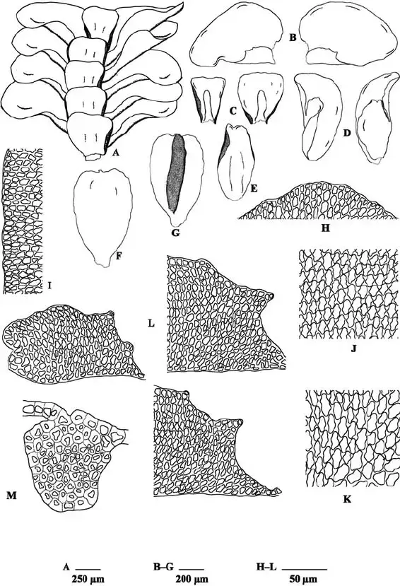 Mastigolejeunea-innovans-A-Portion-of-shoot-ventral-view-B-Leaves-ventral-view-C.png