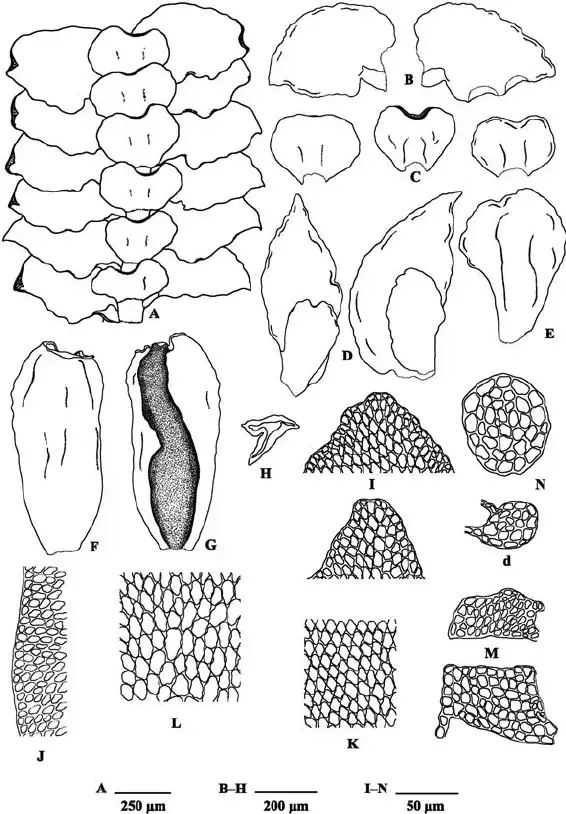 Mastigolejeunea-truncata-A-Portion-of-shoot-ventral-view-B-Leaves-ventral-view-C.png