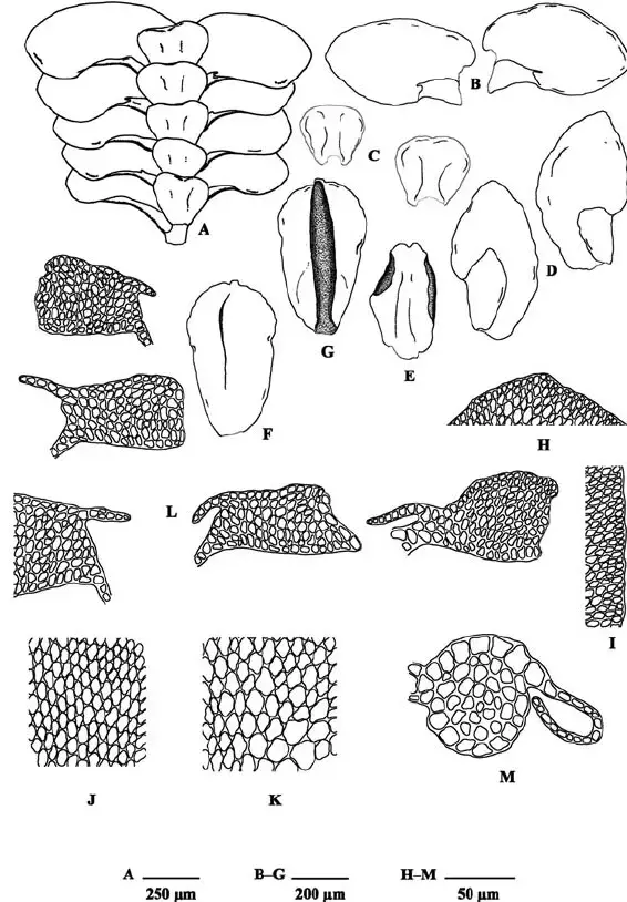 Mastigolejeunea-virens-A-Portion-of-shoot-ventral-view-B-Leaves-ventral-view-C.png