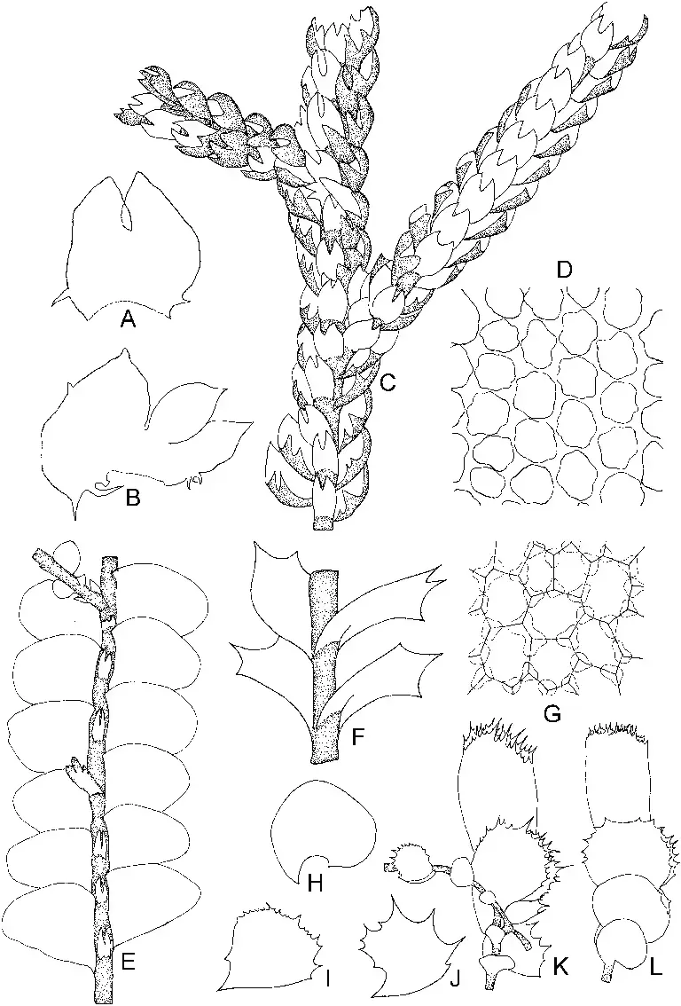 Mastigophora-diclados-FWeber-Nees-A-Underleaf-B-Leaf-C-Part-of-plant-ventral.png