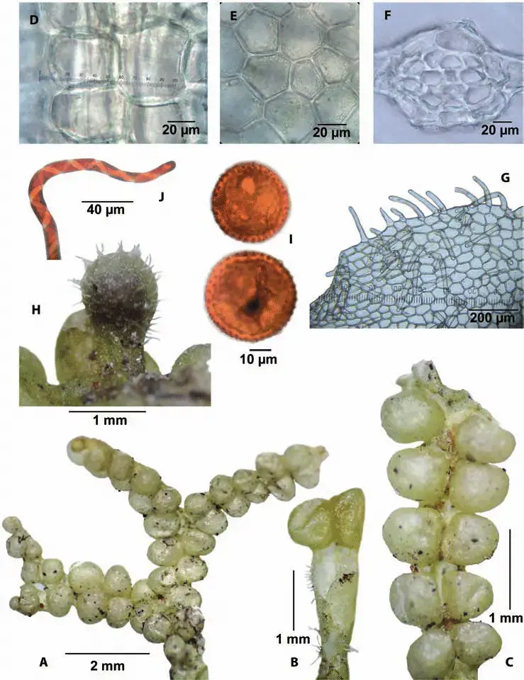 Metzgeria-holzii-A-C-Habit-in-ventral-view-showing-sacs-B-Portion-of-thallus-in.png