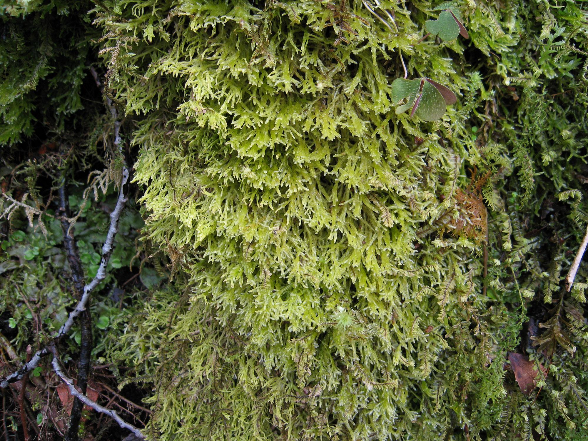 Metzgeria-leptoneura-Glen-Nant-Argyll-2006.jpg