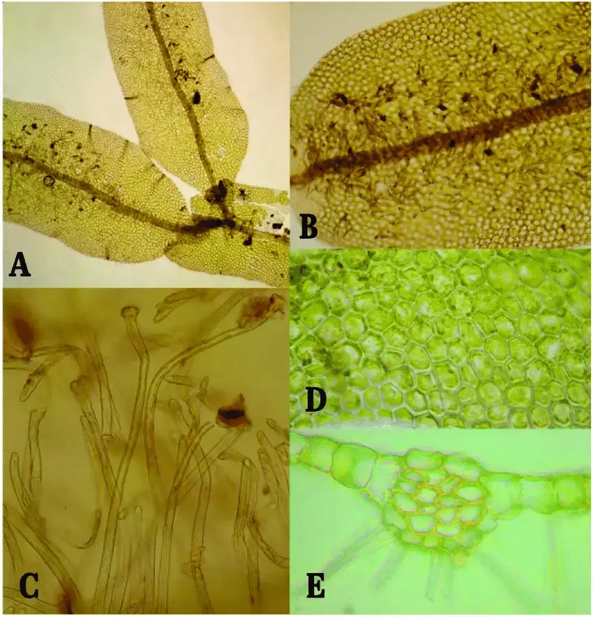 Metzgeria-mexicana-Steph-A-Vista-ventral-del-talo-40-B-Region-ventral-pilosa-100.png