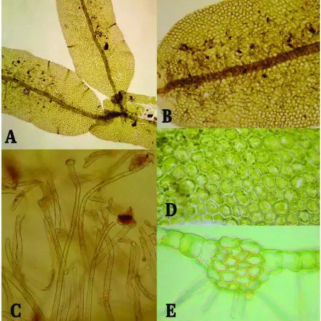 Metzgeria-mexicana-Steph-A-Vista-ventral-del-talo-40-B-Region-ventral-pilosa-100_Q640.jpg