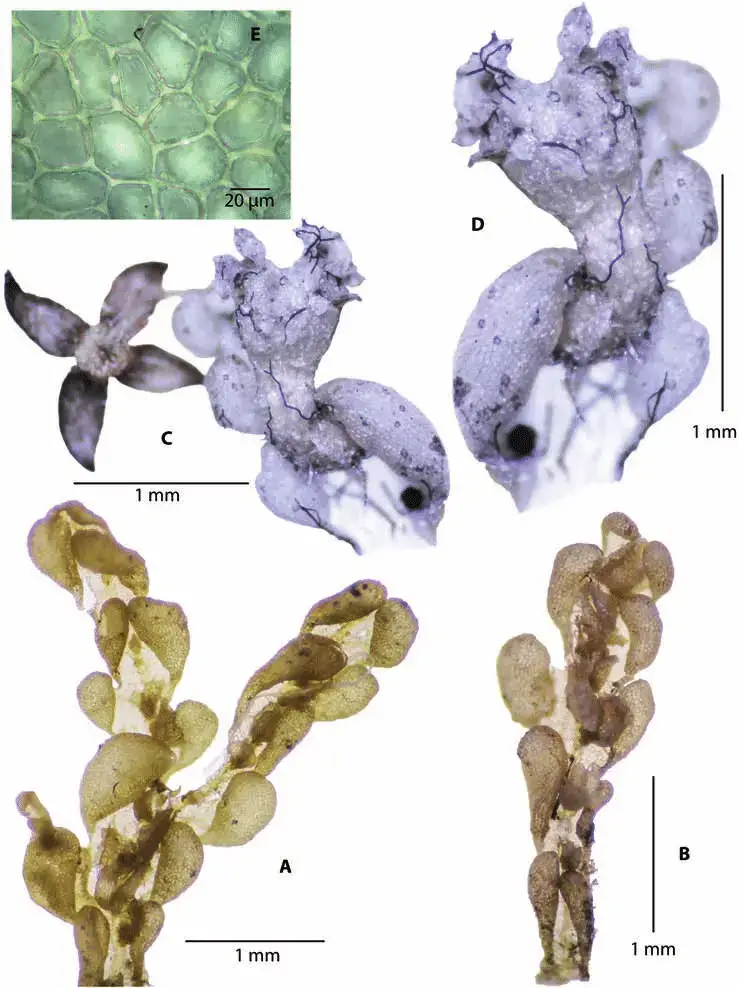 Metzgeria-saccata-A-B-Habit-in-ventral-view-showing-sacs-and-gynoecia-C-D-Shoot.png