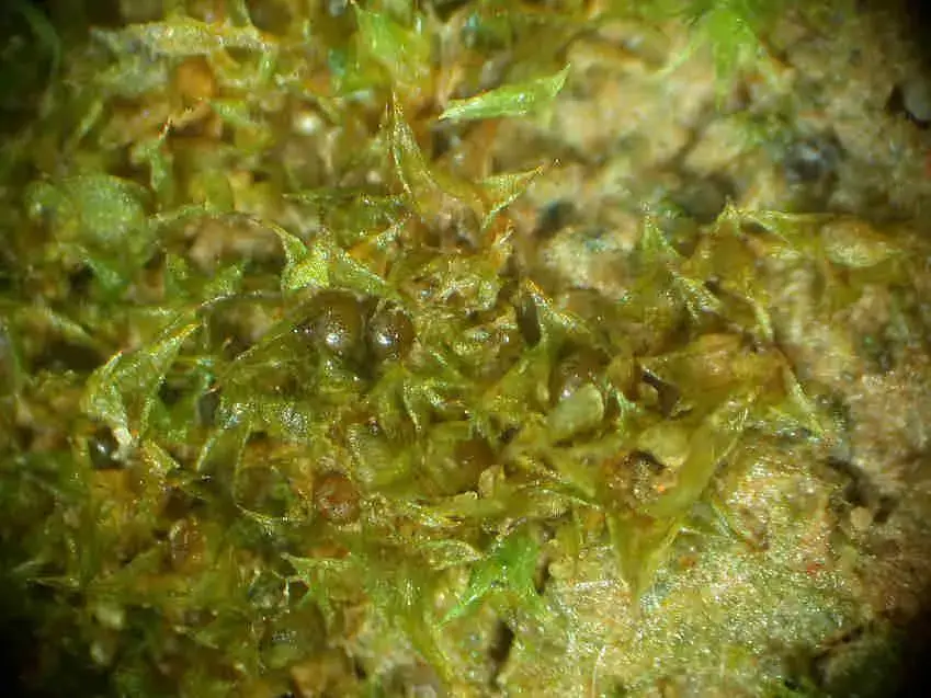 Microbryum_floerkeanum_001C.JPG