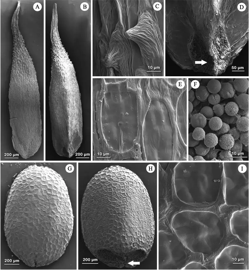 Microfotografias-con-MEB-A-F-Clinopodium-bolivianum-subsp-tarijense-A-Vista-cara.png