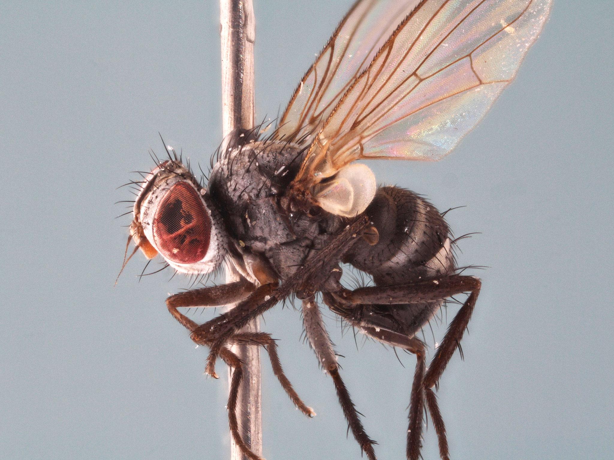 Microsoma-exiguum-male-lateral-x4-1-2011-11-08-20.27.16-ZS-PMax-2.jpg