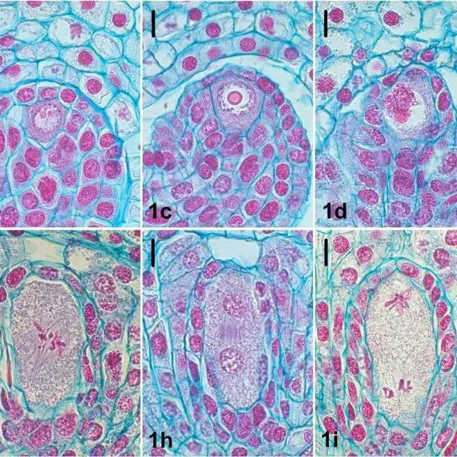 Microsporogenesis-in-F-stribrnyi-a-Megaspore-mother-cell-b-leptotene-stage-c_Q640.jpg