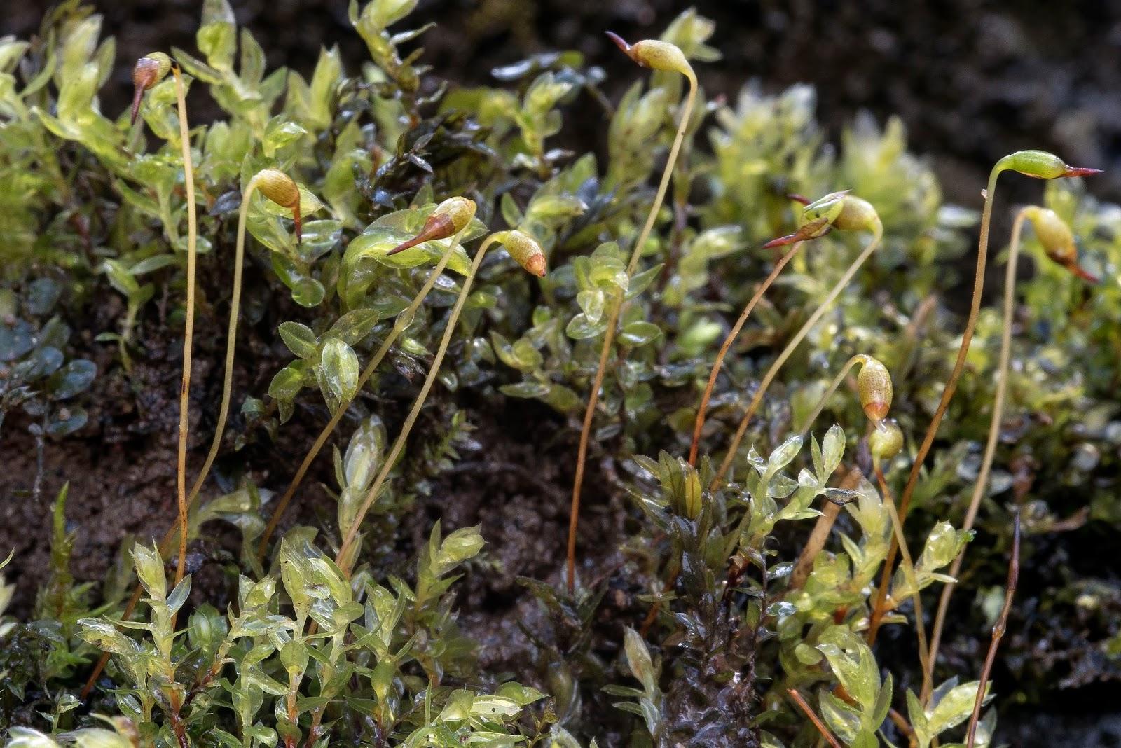 Mnium%2Bmarginatum%2Bsporophytes%2BResolven%2B6e%2Blowres.jpg