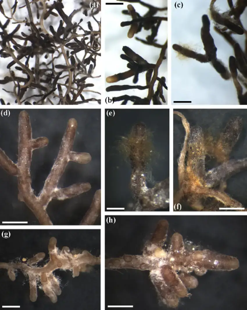 Morphological-characteristics-of-T-macrosporum-ECMs-a-Mycorrhized-roots-bar0700-mm-b.png