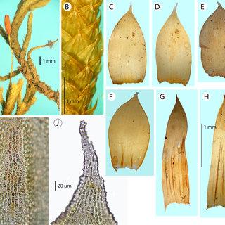 Morphological-features-of-Braunia-plicata-Mitt-A-Jaeger-in-Mexico-A-branching_Q320.jpg