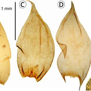 Morphological-features-of-Braunia-squarrulosa-Hampe-Muell-Hal-in-Mexico-A-branch_Q320.jpg