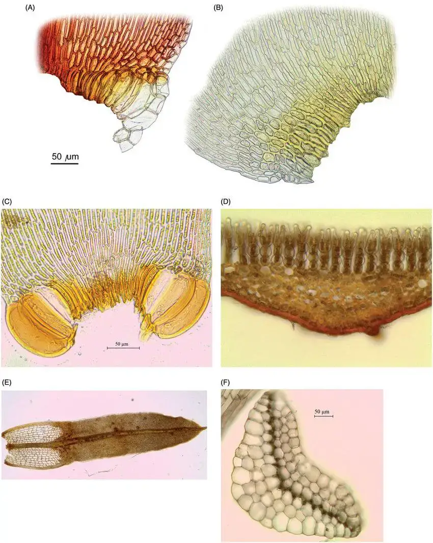 Morphological-structures-connected-to-ectohydric-water-transport-A-Alar-groups-in.jpg