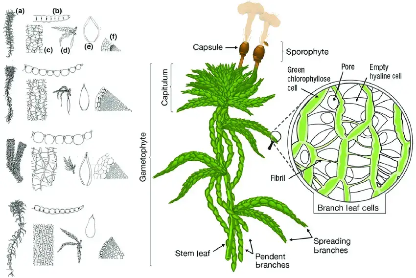 Morphological-traits-of-Sphagnum-Left-panel-four-representative-species-modified-from.png