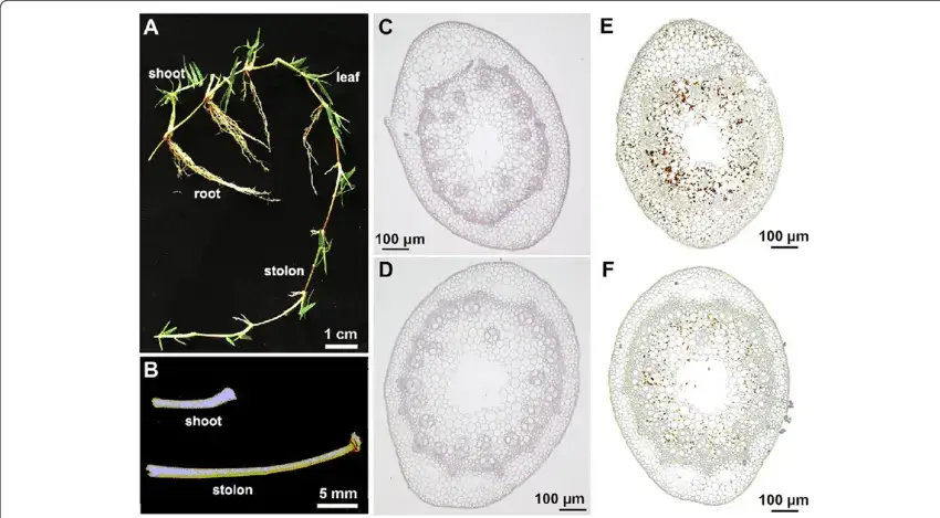 Morphology-and-anatomy-of-stolons-and-shoots-in-the-bermudagrass-cultivar-Yangjiang-a.png