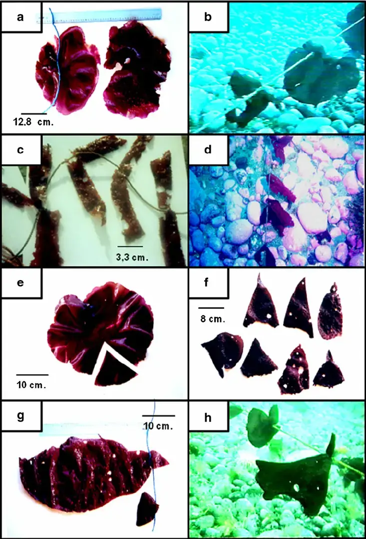 Morphology-of-Gigartina-skottsbergii-fragments-used-in-suspended-cultivation-Half.png