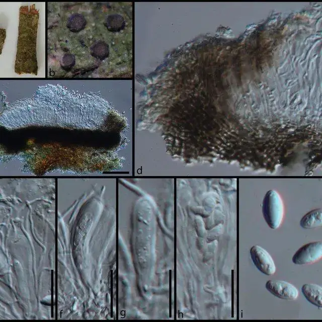 Morphology-of-Malmidea-subaurigera-MFLU-18-0692-a-Substrate-b-Ascomata-on-wood-c_Q640.jpg