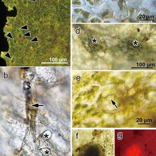 Morphology-of-an-isotype-of-Megaceros-aenigmaticus-RMSchust-a-A-thallus-containing_Q320.jpg