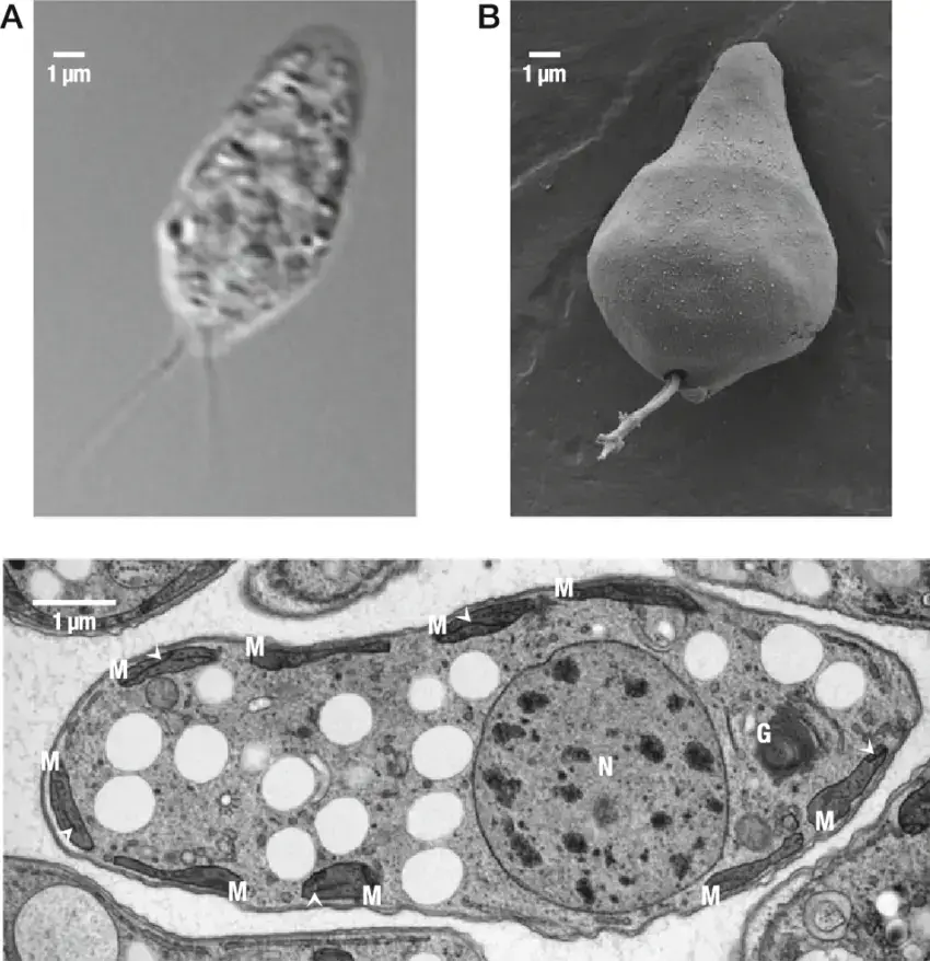 Morphology-of-the-model-diplonemid-Diplonema-papillatum-Light-microscopy-a-and.png