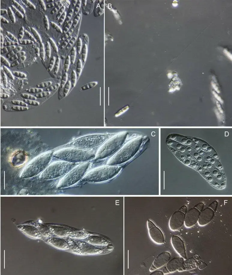 Morphology-on-natural-substrates-asci-and-ascospores-A-B-Plagiostoma-devexum-BPI.png