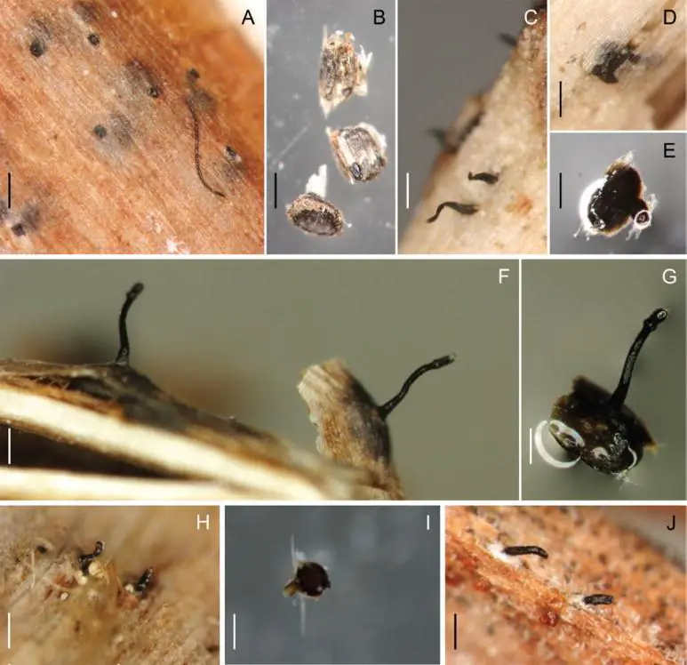 Morphology-on-natural-substrates-perithecia-A-E-Plagiostoma-devexum-A-B-E-Plantes.png