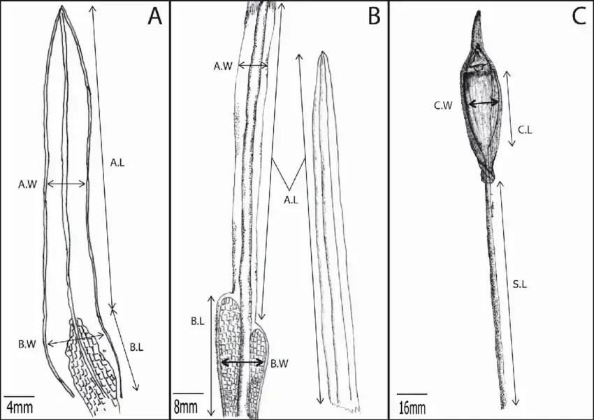 Morphometric-characters-for-leaves-of-A-Syrrhopodon-helicophyllus-B-Calymperes.png