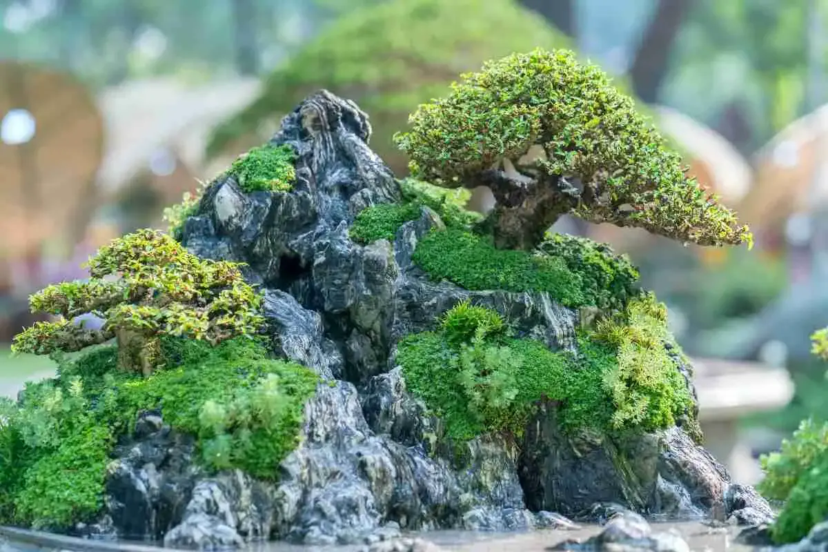 6 Types Of Moss For Bonsai: Bonsai Moss