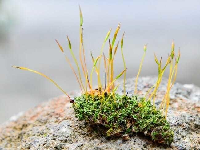 Moss-Gametophytes-Sporophytes.jpg