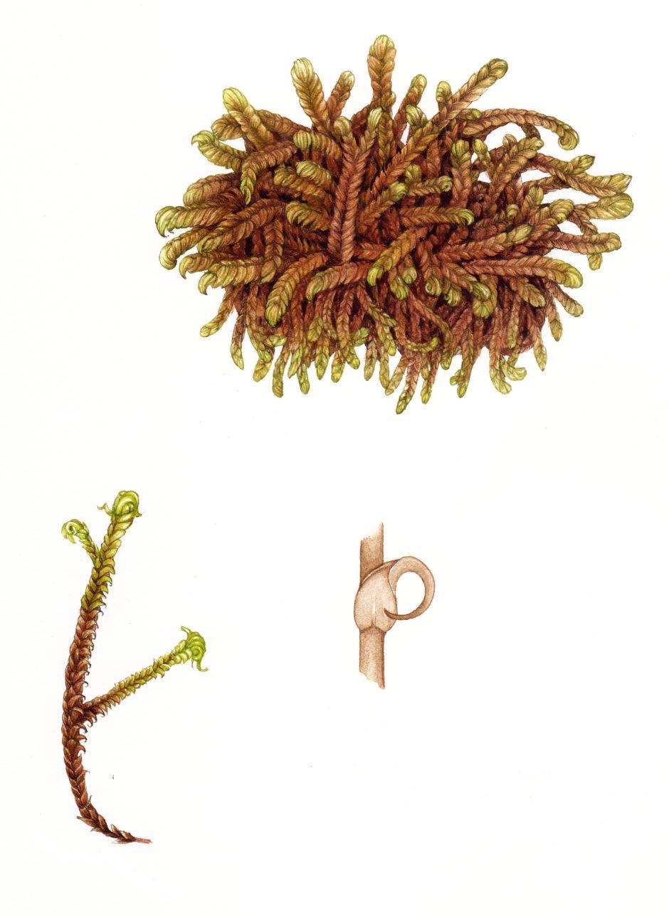 Moss-Rusty-Hook-moss-Scorpidium-revolvens-940x1287.jpg