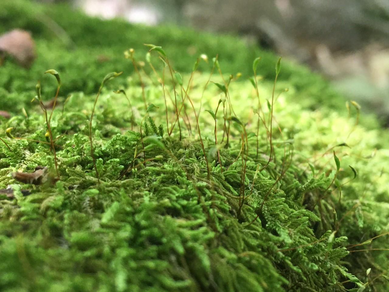 Moss-Sporophytes.jpg