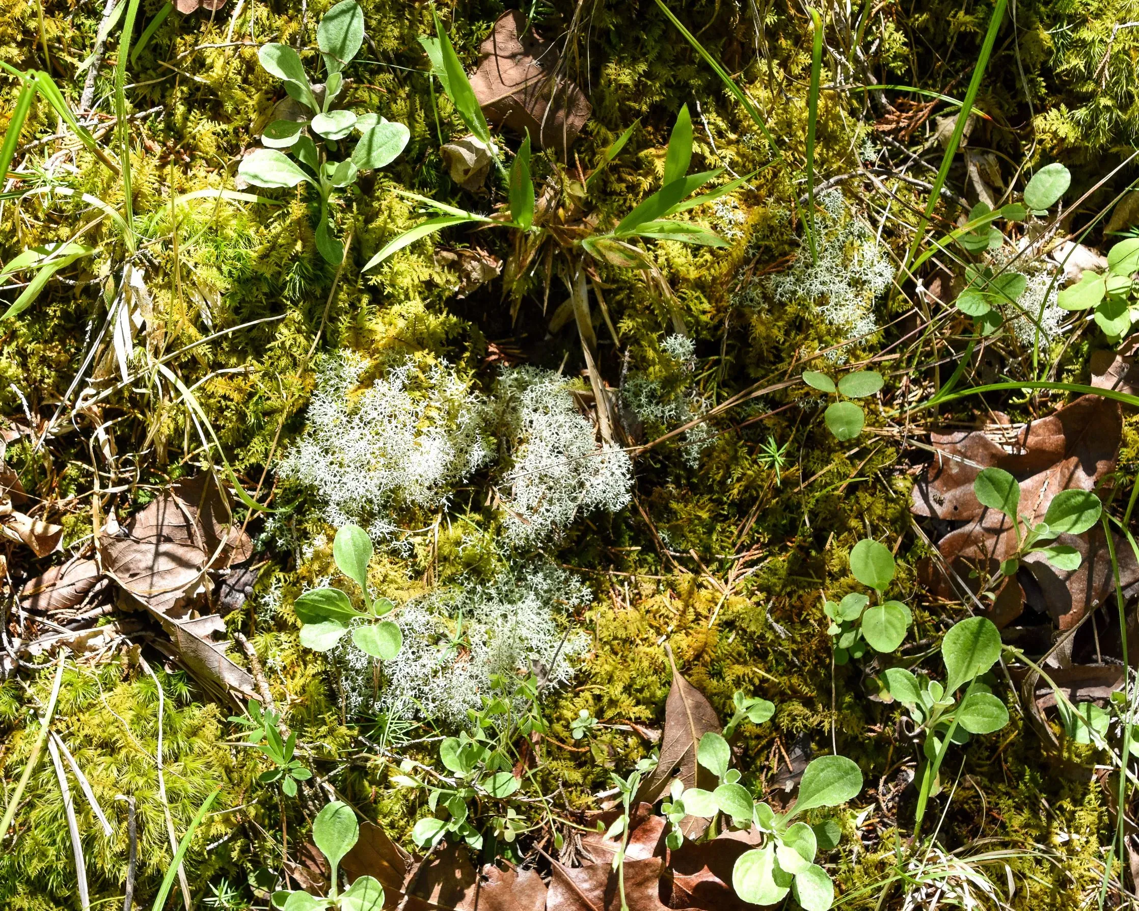 Moss-and-lichen-May-2020.jpg