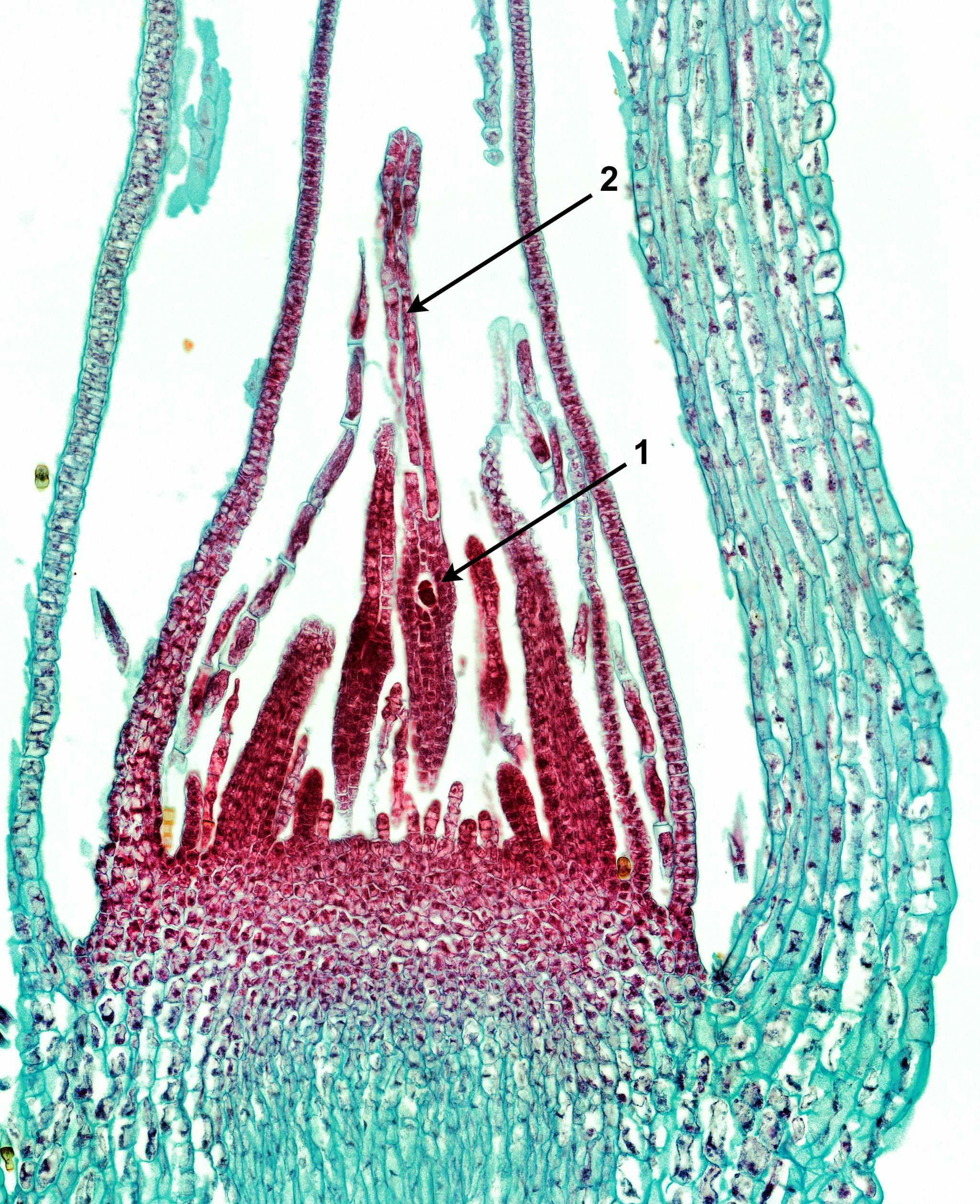 Moss-archegonium-egg-cell_zoom.jpg