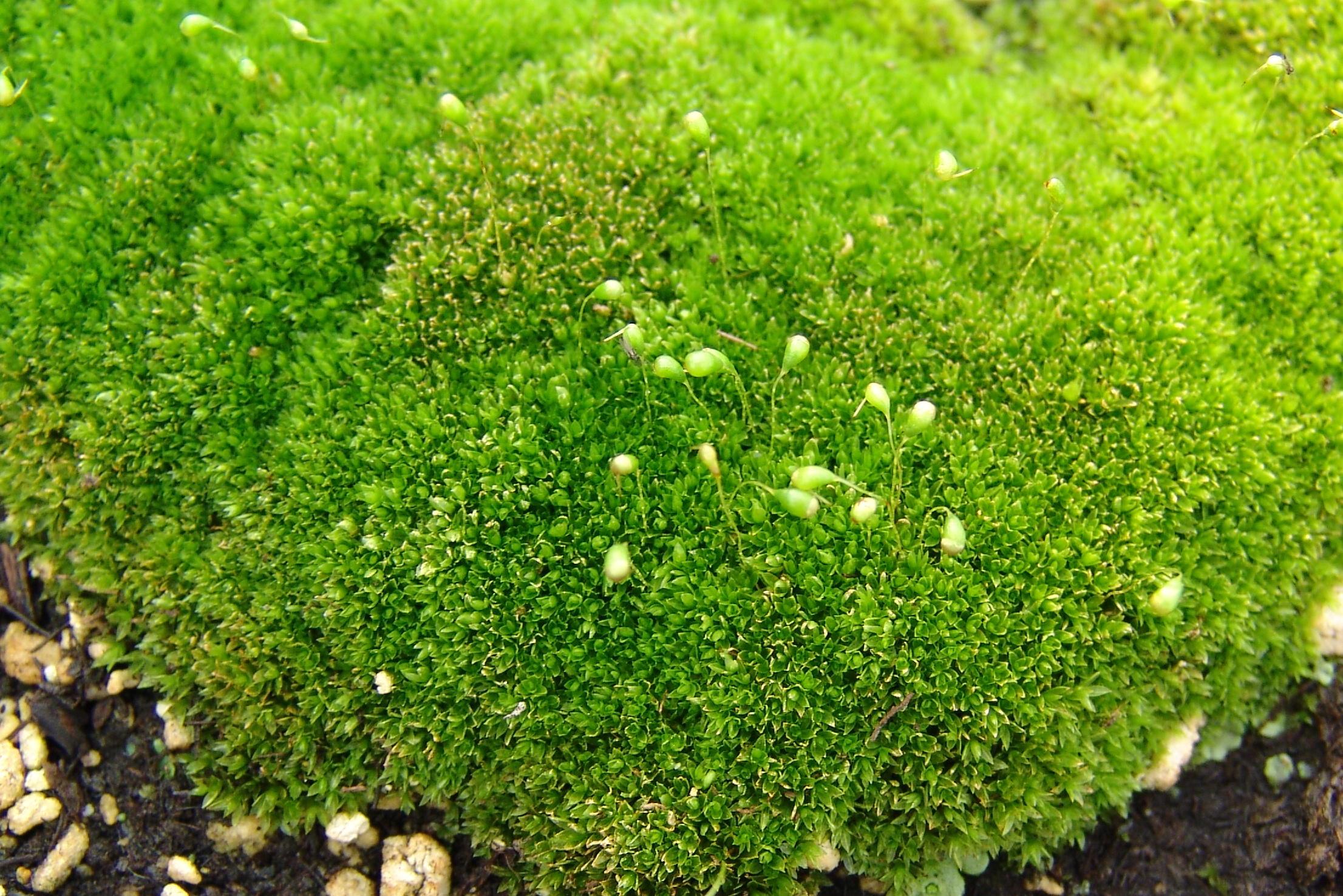 Moss-foliage.jpg